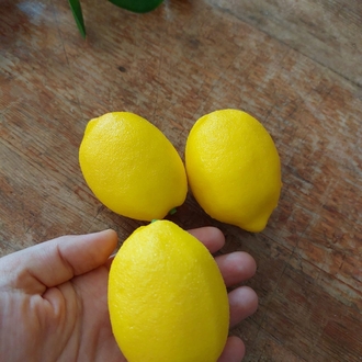 Limon Seti 3 Adet