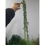 Tesbih Otu 70 cm