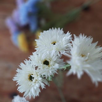Gerbera Dalı  70 cm 