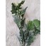 Kuzu Kulağı Pudralı Dilimli (Yeşil)