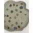 porcelain plate /Large