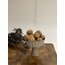 porcelain tableware