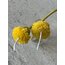 Dandelion Sun