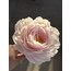 Light Pink Peony