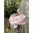 Light Pink Peony