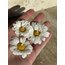 Daylight&Daisy
