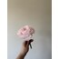 Light Pink Peony