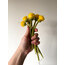 Dandelion Sun
