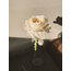 White Peony