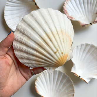 80’s Genuine Seashell Plates 