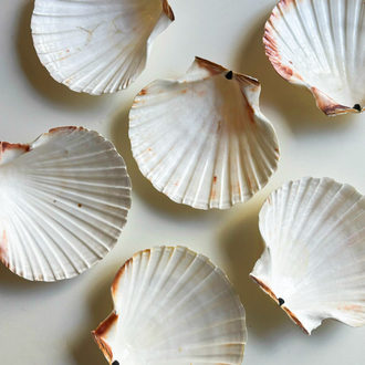 80’s Genuine Seashell Plates 