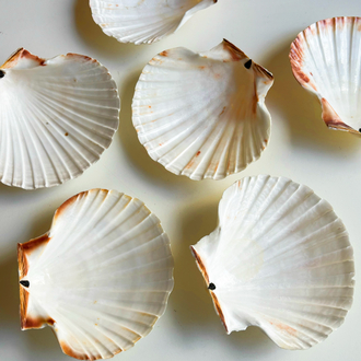 80’s Genuine Seashell Plates 