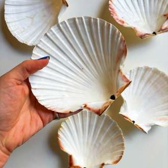 80’s Genuine Seashell Plates 
