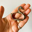 Silver Plated Duck Napkin Rings 