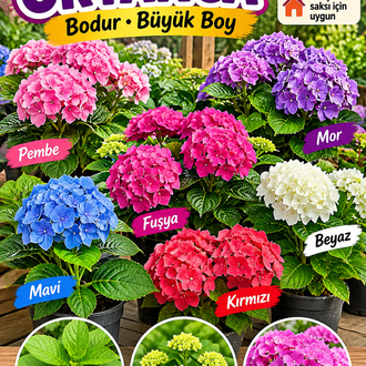 Bodur ortanca ithal