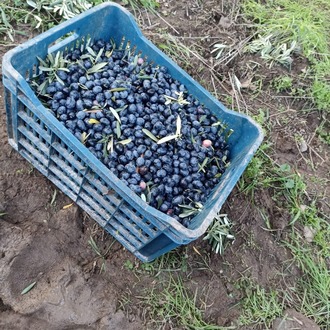 Gemlik Salamura Siyah Zeytin(S) [4kg-26kg]