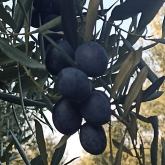 Gemlik Salamura Siyah Zeytin(S) [4kg-26kg]