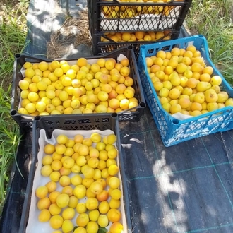 4 AL 3 ÖDE reçel & marmelat