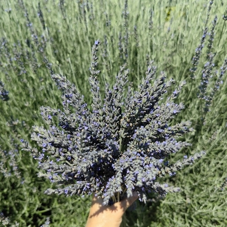 Lavanta Demeti