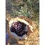 Doğal siyah zeytin