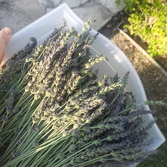 Lavanta Demeti