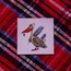 Rose pelican - 2020