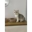 Meow Kedi Mama/Su Kabı (Özel İsimli)