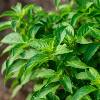 Basil Mix Tohum Çimlendirme Seti