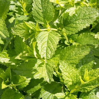 Nourishing Herbal Tea Tohum Çimlendirme Seti