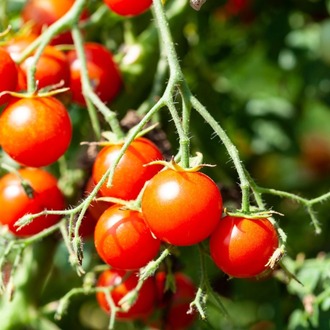 Tomato Mix Tohum Çimlendirme Seti