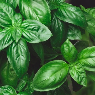 Basil Mix Tohum Çimlendirme Seti