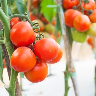 Tomato Mix Tohum Çimlendirme Seti
