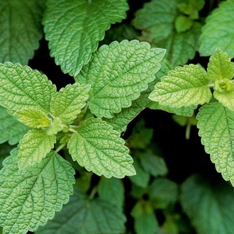 Wellness Herbal Tea Tohum Çimlendirme Seti