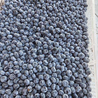 Yaban Mersini Blueberry (1 adet)