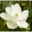 MANOLYA 3 ML Naturel