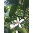 Portakal Çiçeği Hidrosolü (Citrus sinensis Valencia) 500ml