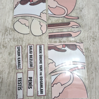 Erkek üreme yapı ve organları