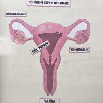 Dişi üreme yapı ve organları