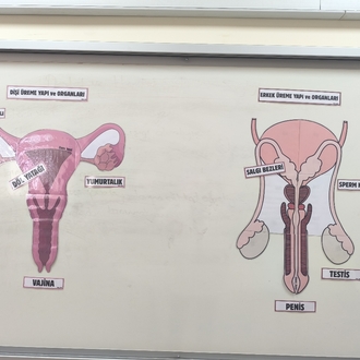 Erkek üreme yapı ve organları