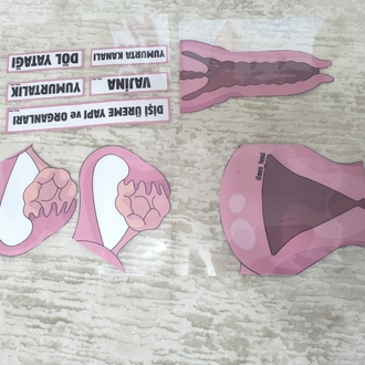 Dişi üreme yapı ve organları