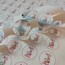3cm çapında Firma logolu yapışkanlı etiket 500 adet