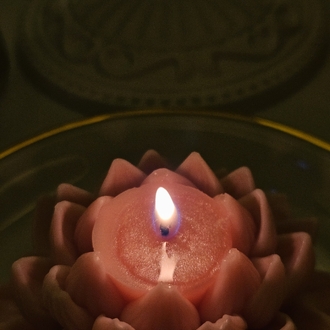 luminous lotus