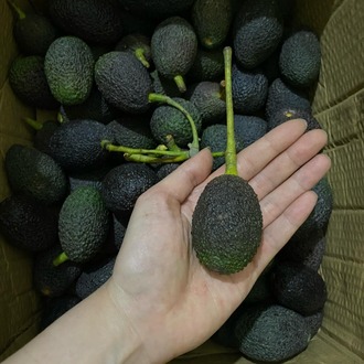 Has Cinsi Avokado Porsiyonluk