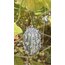 Kiwano (Boynuzlu Kavun)(Adet)
