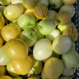 Pepino (Adet)