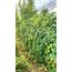 Kiwano (Boynuzlu Kavun)(Adet)