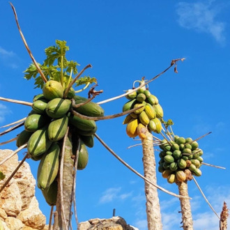 Papaya (Ağaç Kavunu) (Adet)
