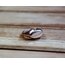 signet now yüzük