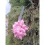 Pembe Krizantem Yılbaşı Ağacı Süsü