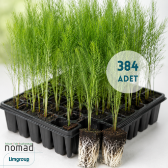 Kuşkonmaz Fidesi SUNLIM (384 adet)